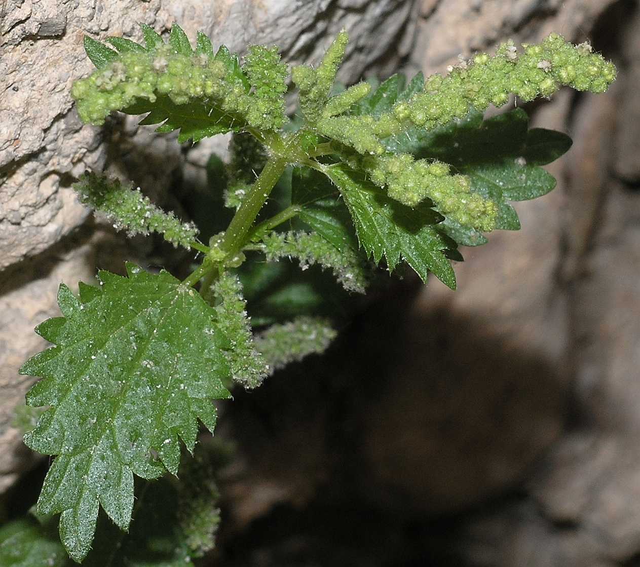 Urticaceae Urtica dubia