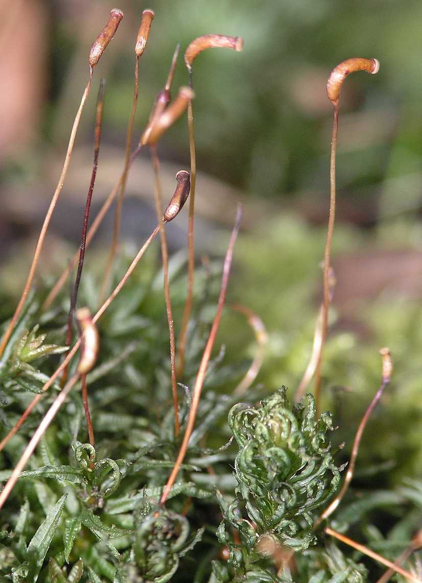 Polytrichaceae Atrichum undulatum