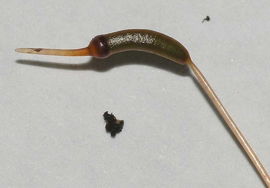 Polytrichaceae Atrichum undulatum