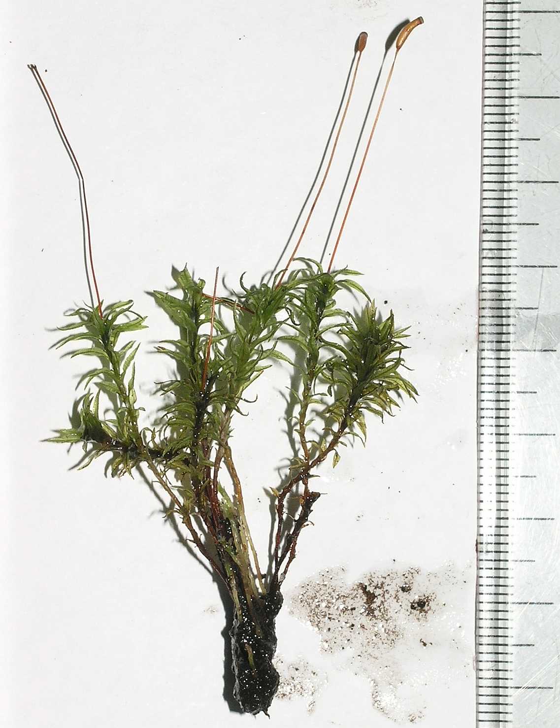 Polytrichaceae Atrichum undulatum