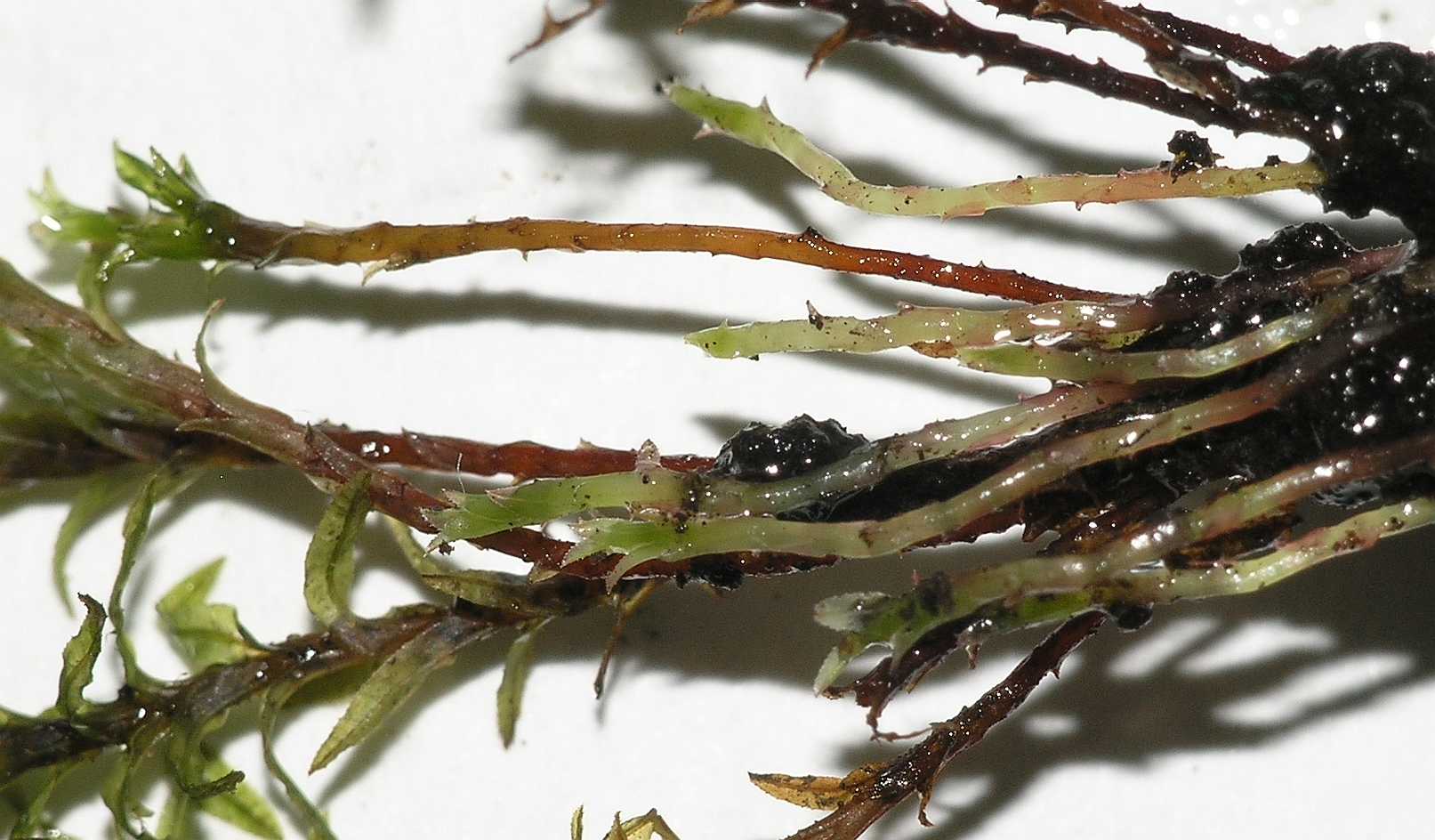 Polytrichaceae Atrichum undulatum