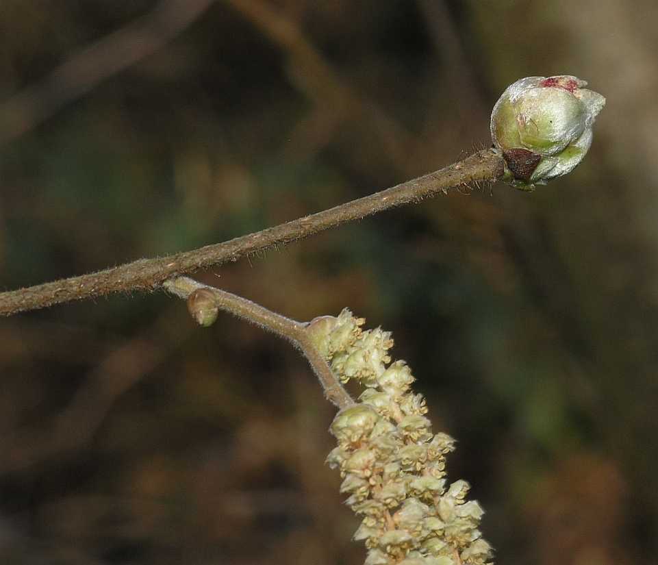 Betulaceae Corylus avellana
