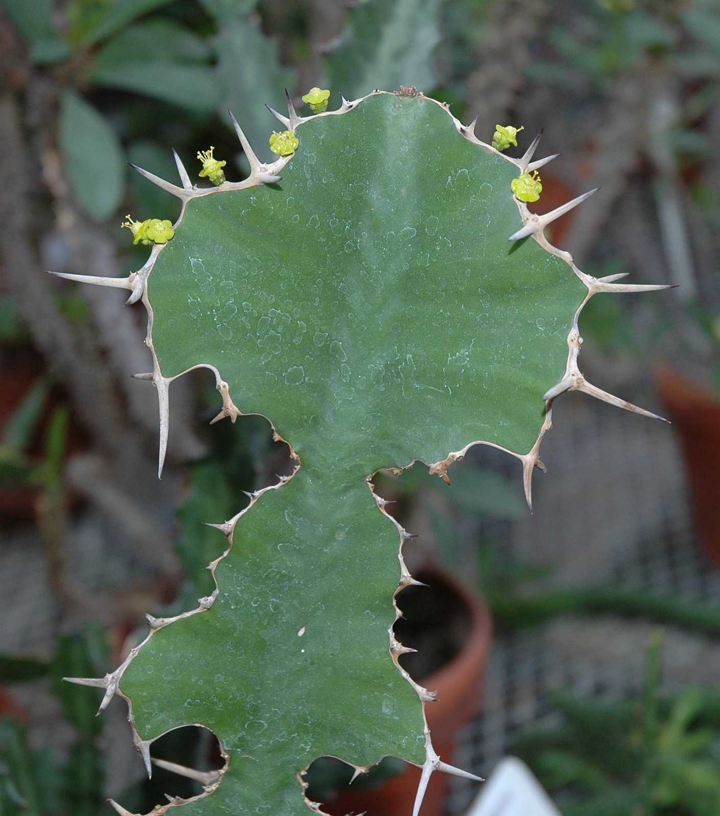 Euphorbiaceae Euphorbia grandicornis