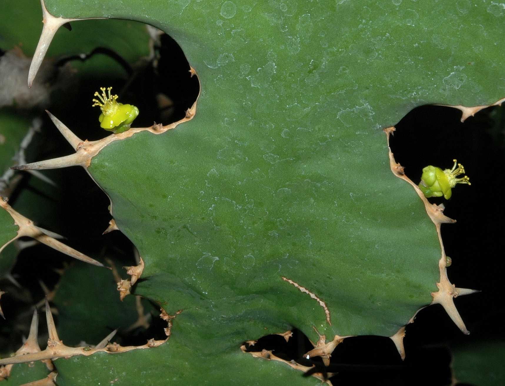 Euphorbiaceae Euphorbia grandicornis