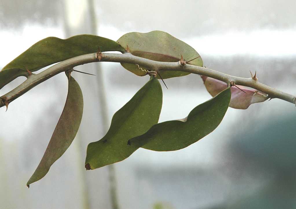 Cactaceae Pereskia grandifolia