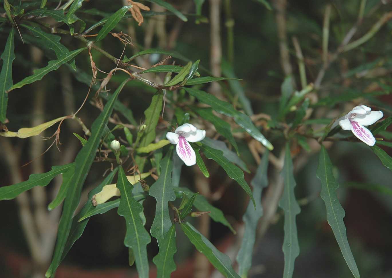 Acanthaceae Pseuderanthemum longifolium