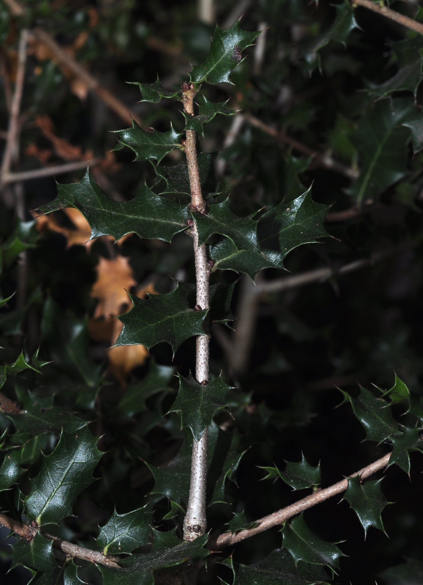 Fagaceae Quercus coccifera
