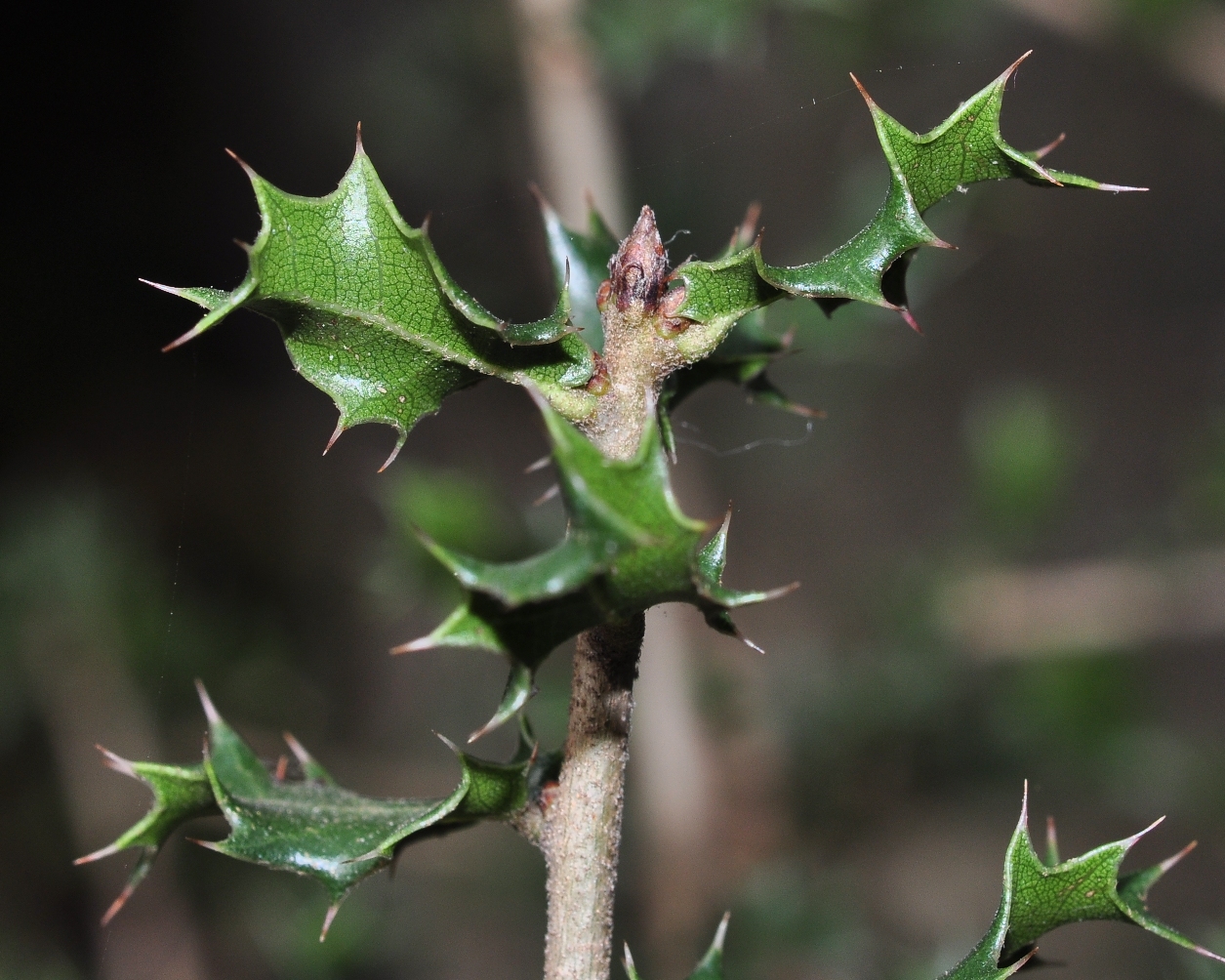 Fagaceae Quercus coccifera