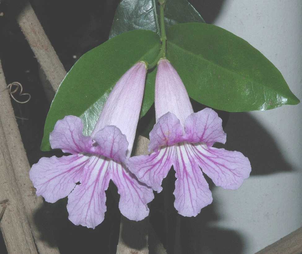 Bignoniaceae Clytostoma callistigoides