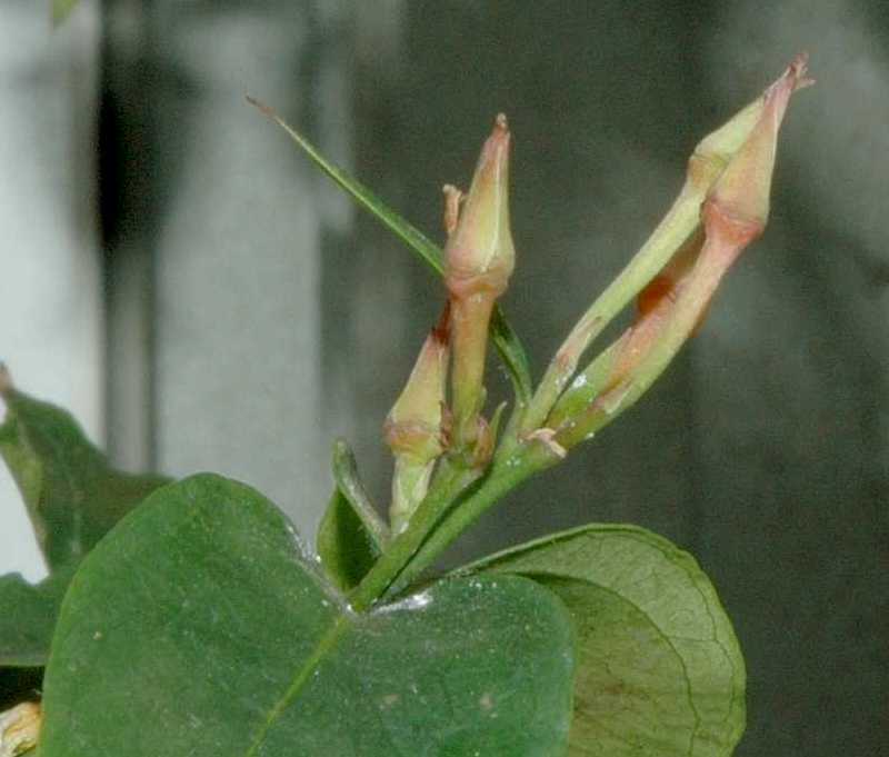 Gelsemiaceae Gelsemium rankenii