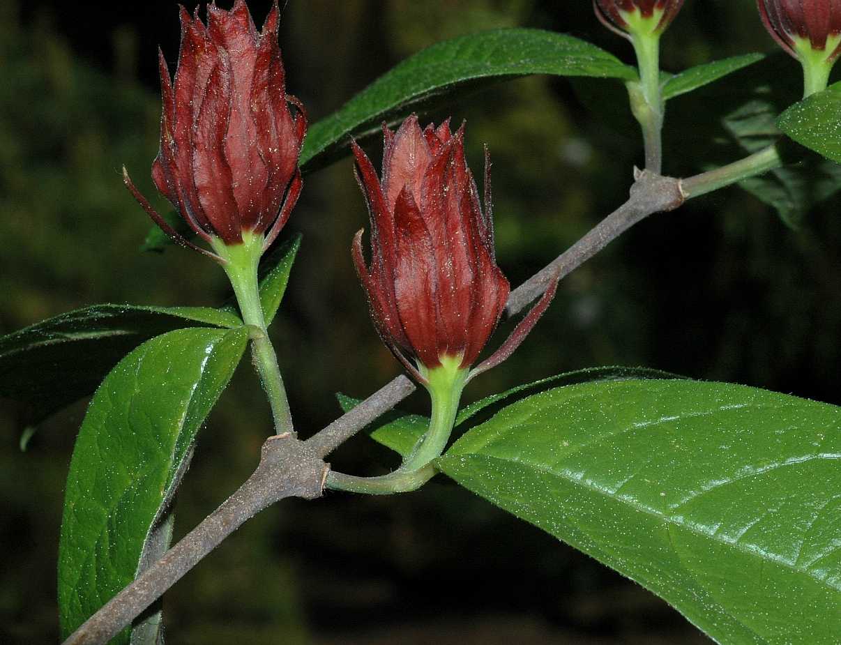 Calycanthaceae Calycanthus floridus