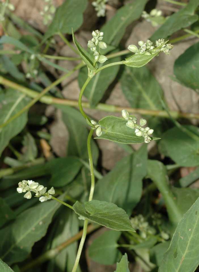 Polygonaceae Fallopia convolvulus