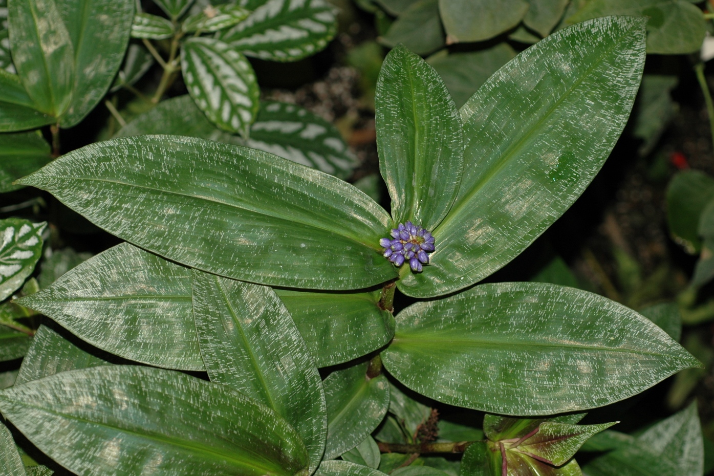 Commelinaceae Dichorisandra reginae