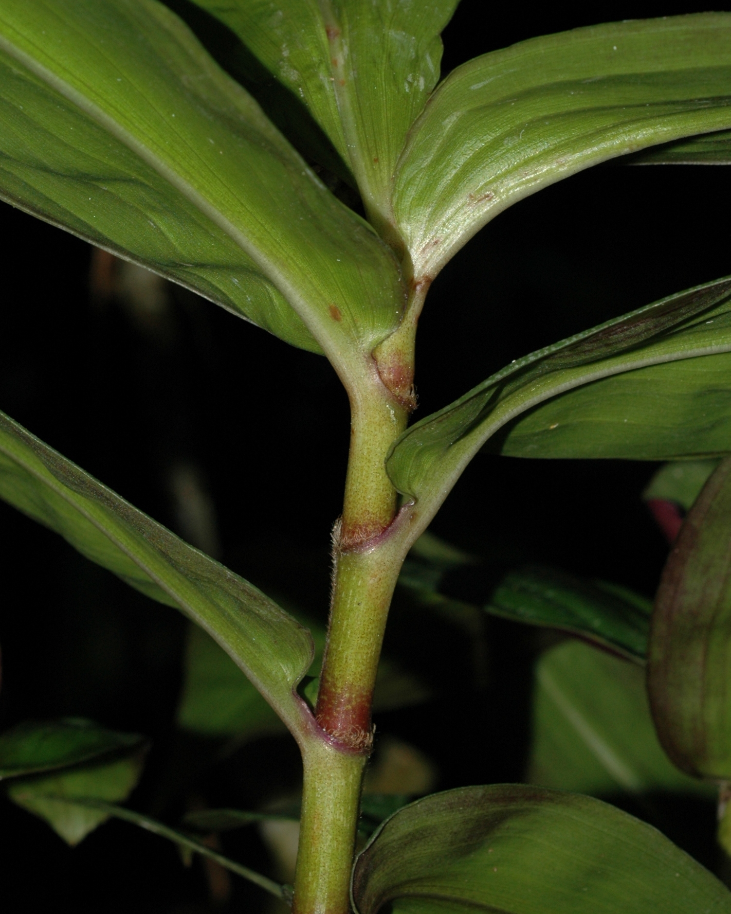 Commelinaceae Dichorisandra reginae
