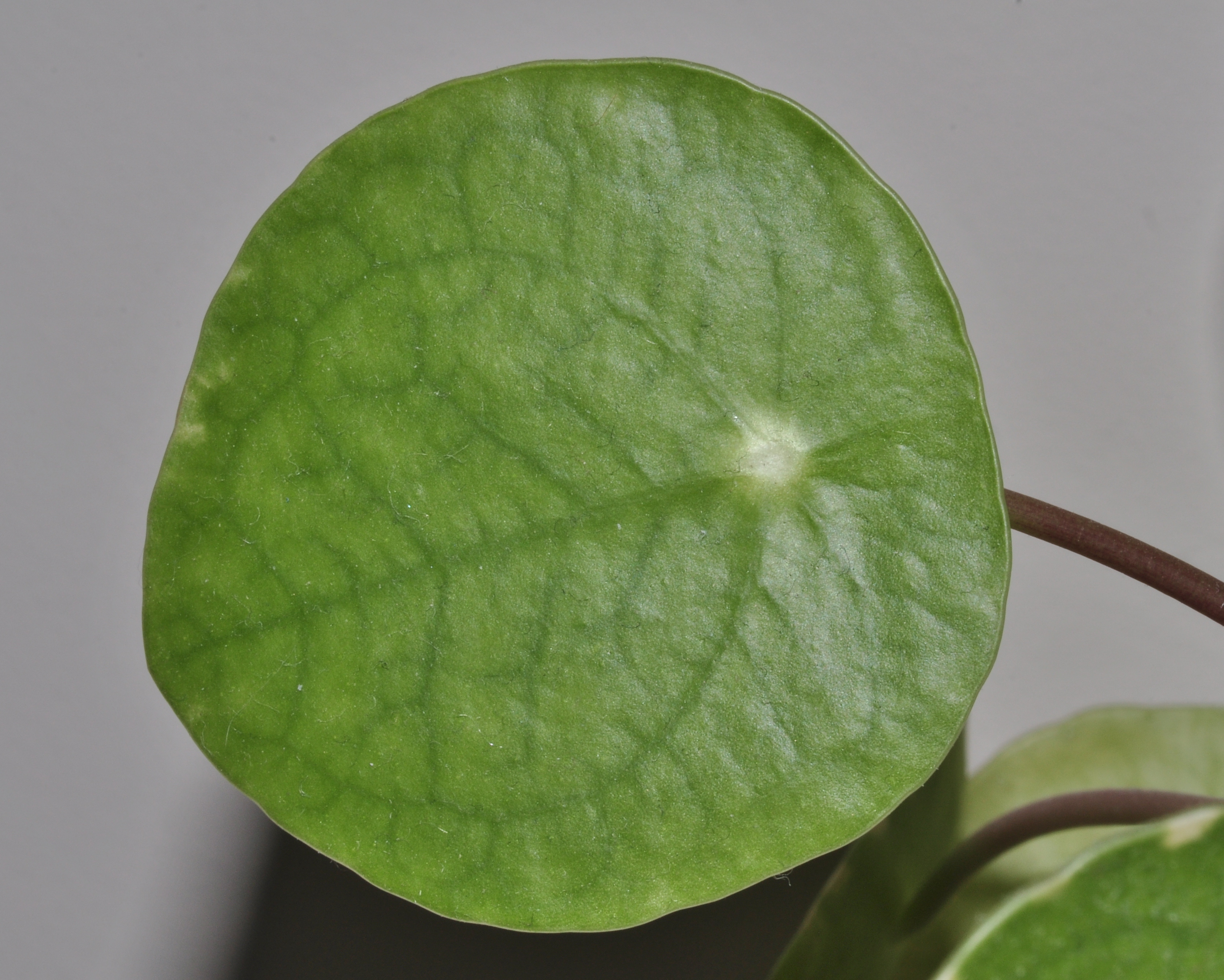 Urticaceae Pilea peperomioides