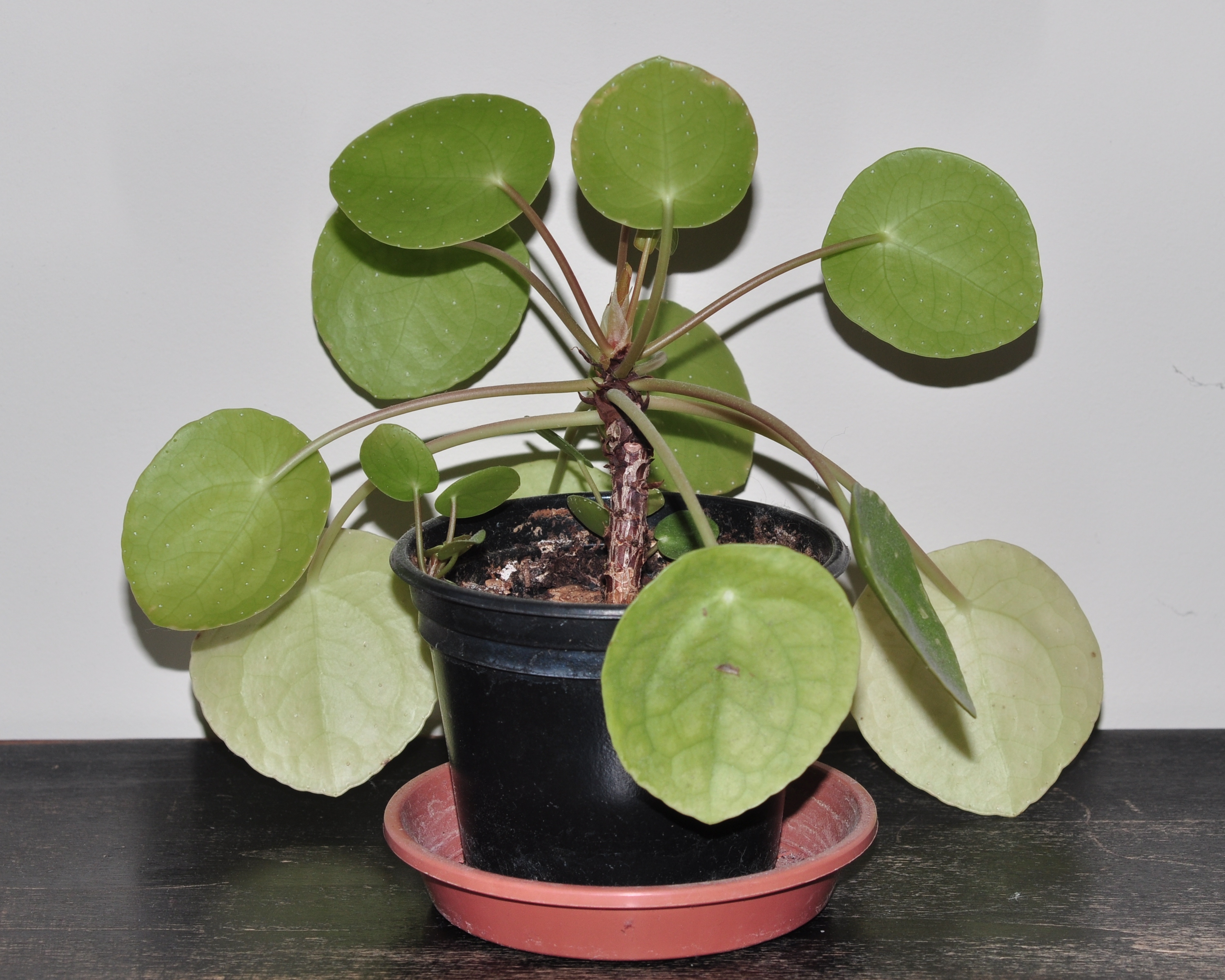 Urticaceae Pilea peperomioides