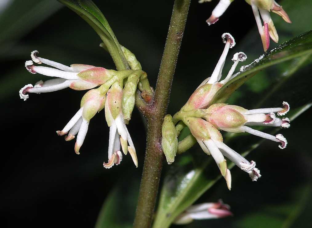 Buxaceae Sarcococca hookeriana
