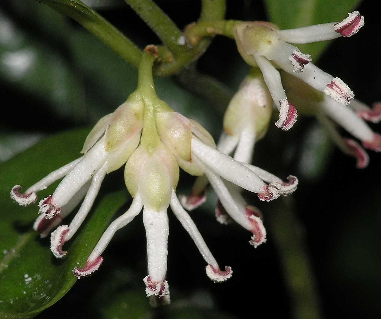 Buxaceae Sarcococca hookeriana