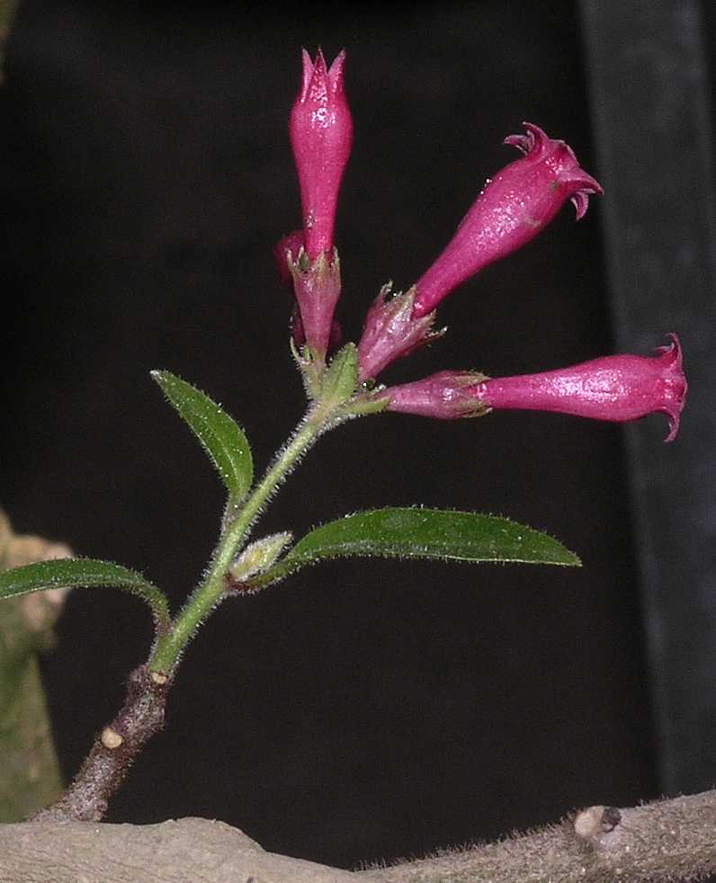 Solanaceae Cestrum elegans