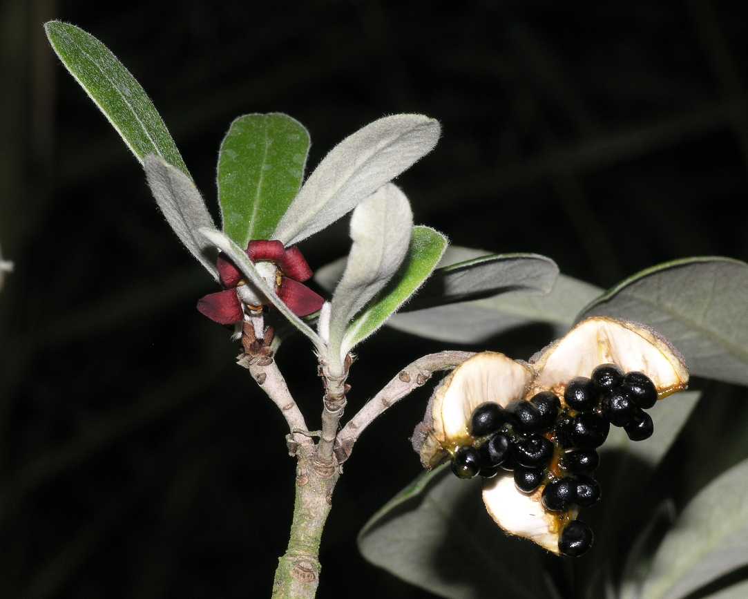 Pittosporaceae Pittosporum crassifolium