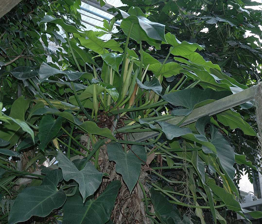 Araceae Philodendron hastatum