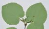 image of Cercidiphyllum japonicum