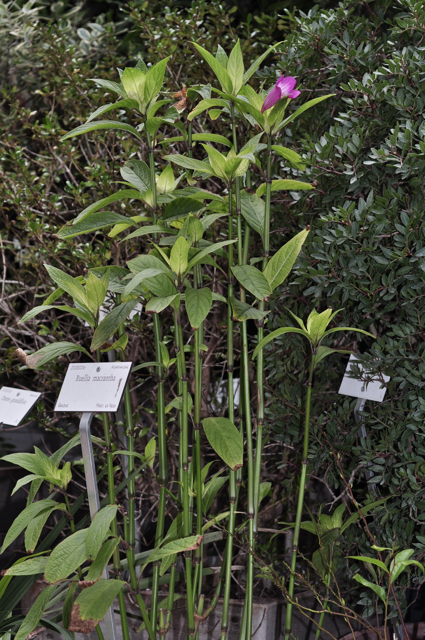 Acanthaceae Ruellia macrantha