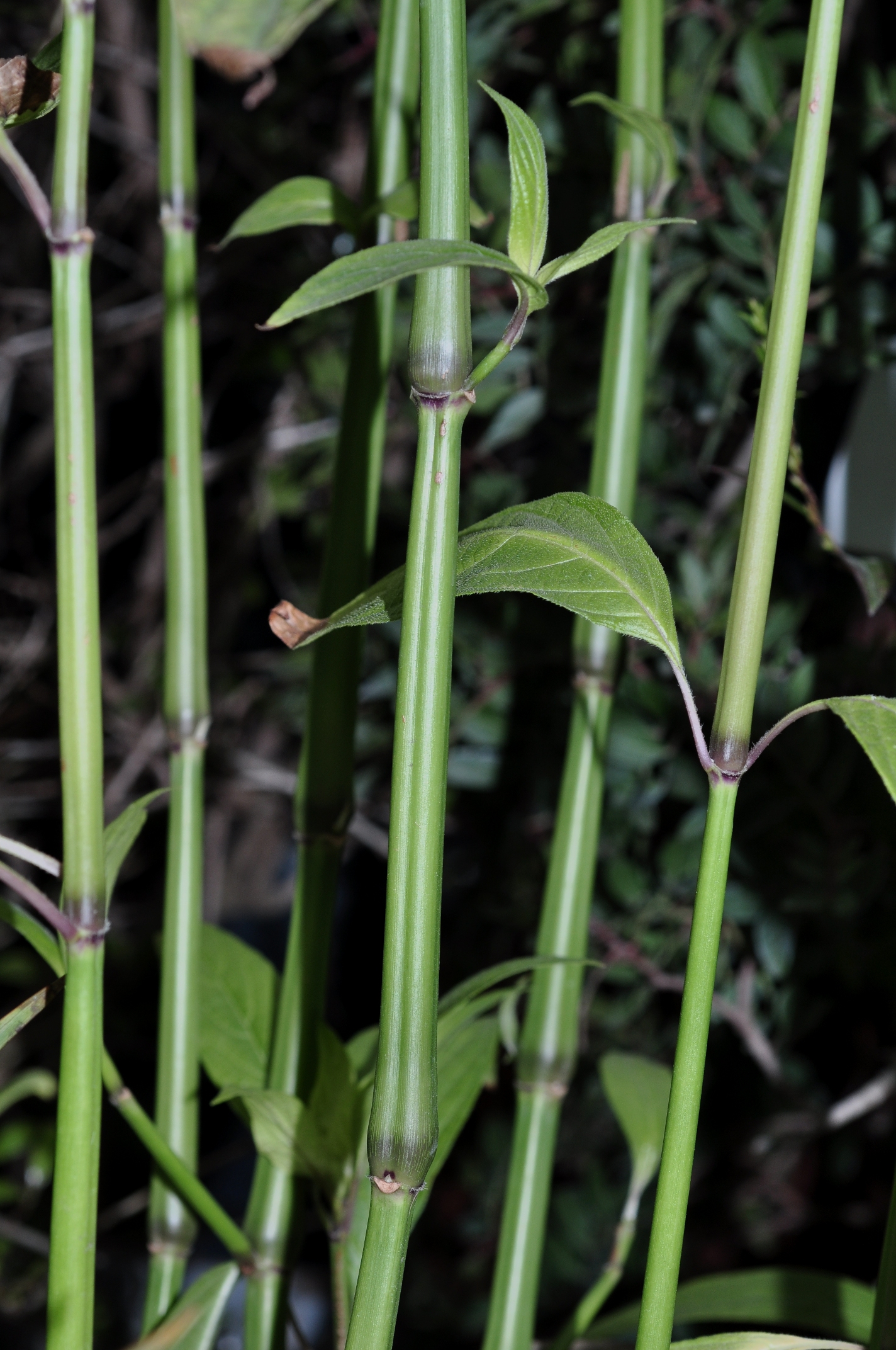 Acanthaceae Ruellia macrantha