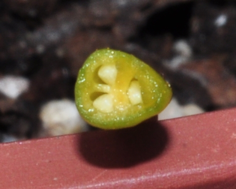 Amaryllidaceae Scadoxus multiflorus