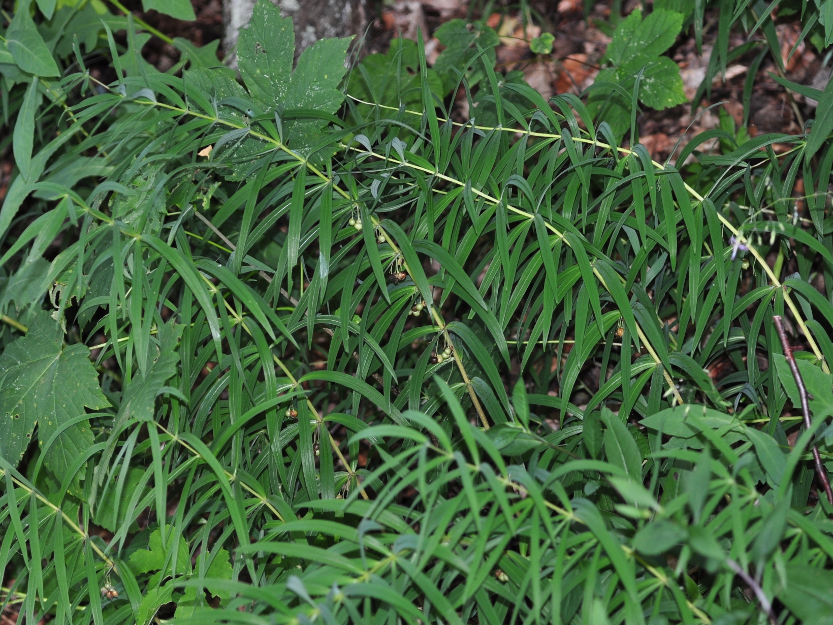 Asparagaceae Polygonatum verticillatum