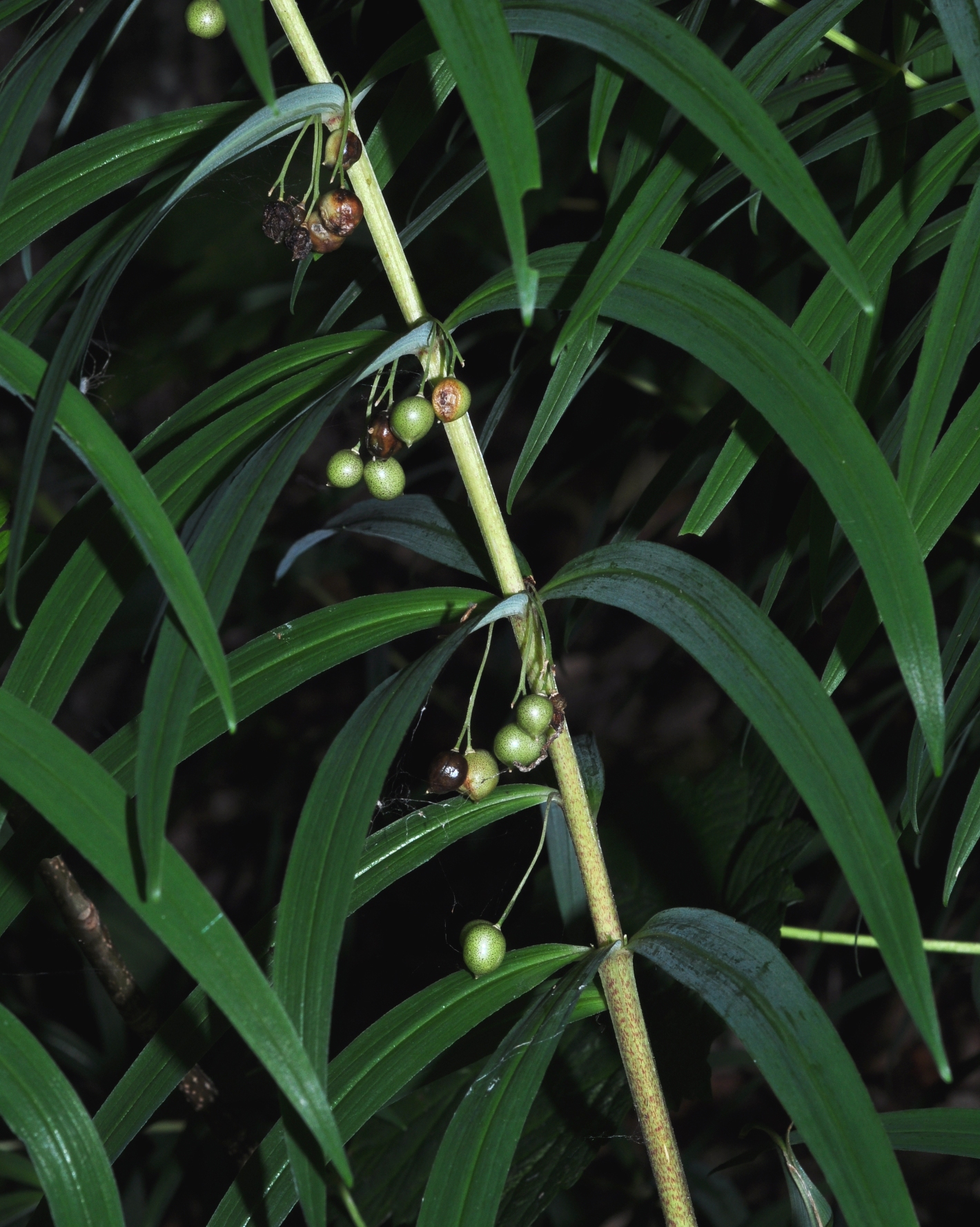 Asparagaceae Polygonatum verticillatum