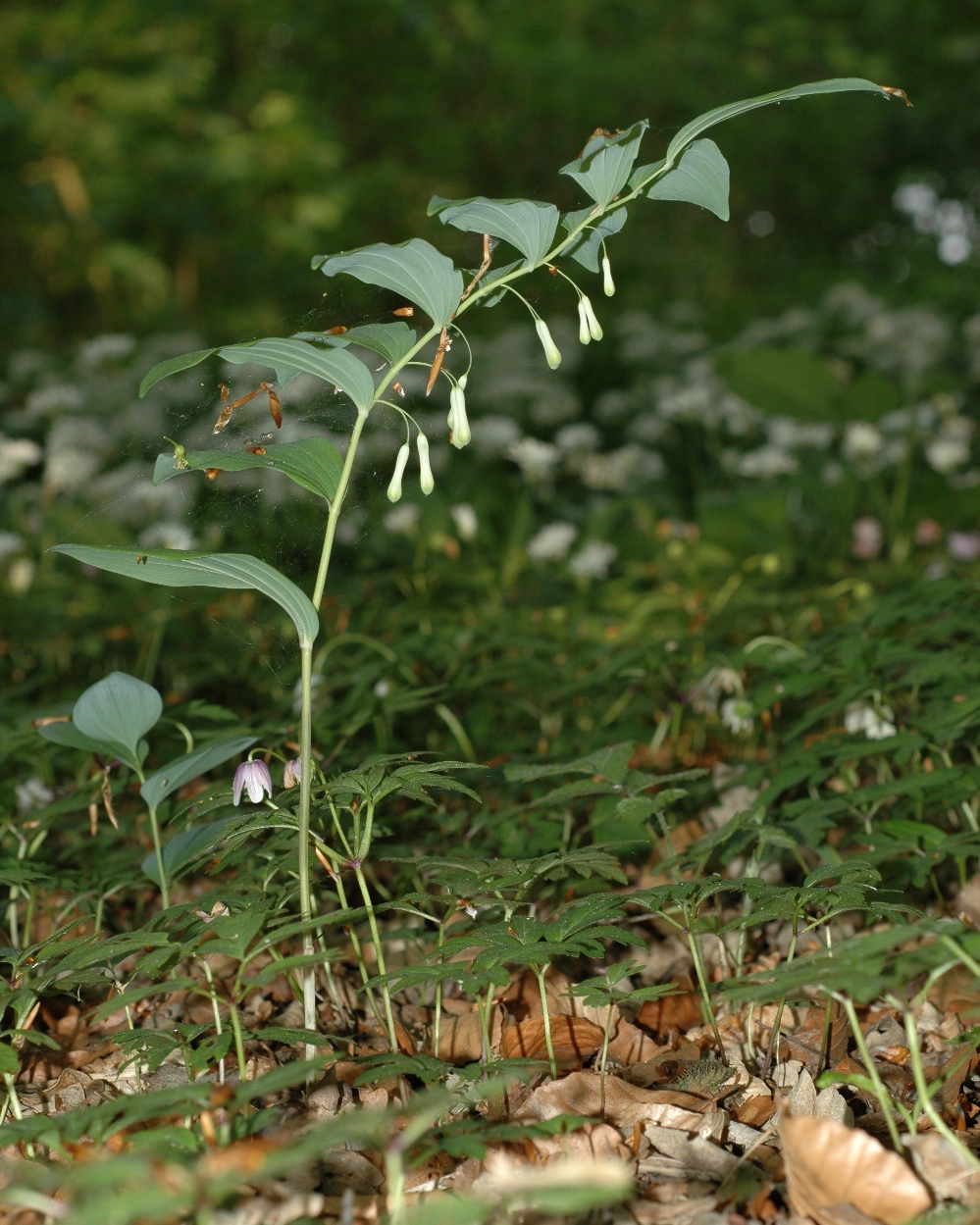 Asparagaceae Polygonatum biflorum