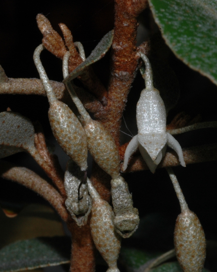 Elaeagnaceae Elaeagnus pungens