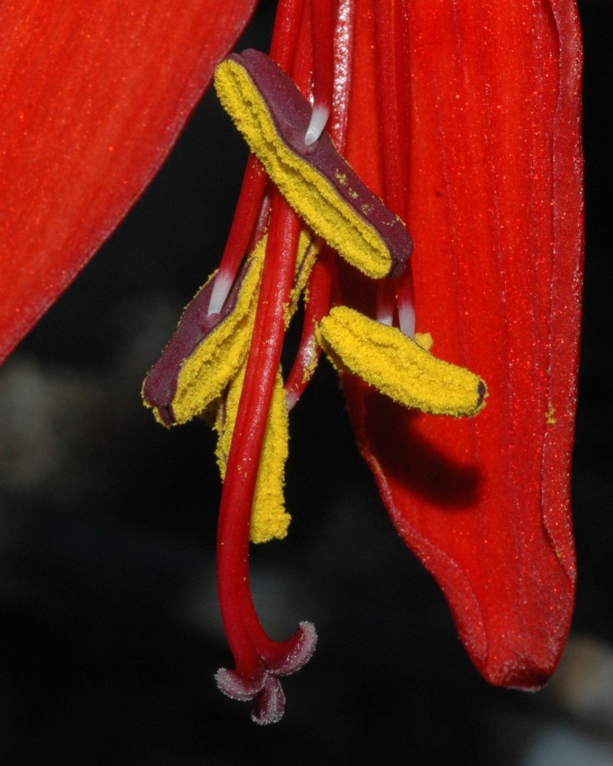 Amaryllidaceae Sprekelia formosissima