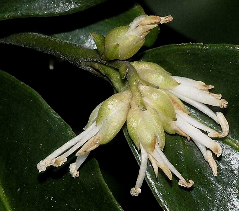 Buxaceae Sarcococca confusa
