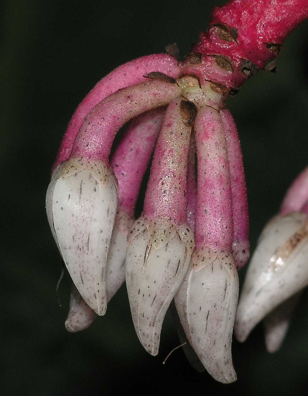 Primulaceae Hymenandra wallichii