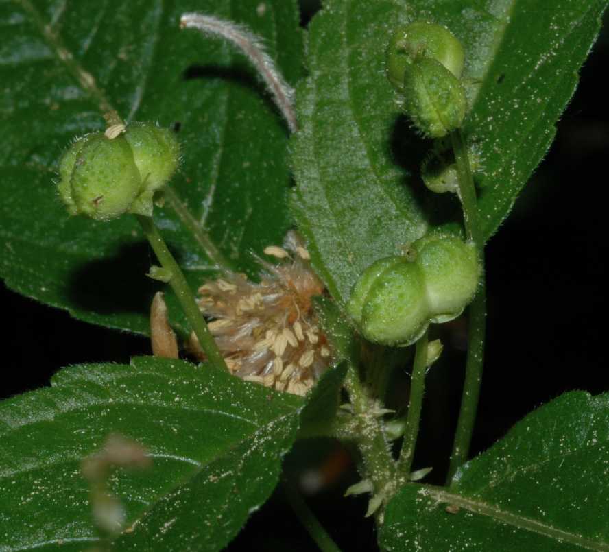 Euphorbiaceae Mercurialis perennis