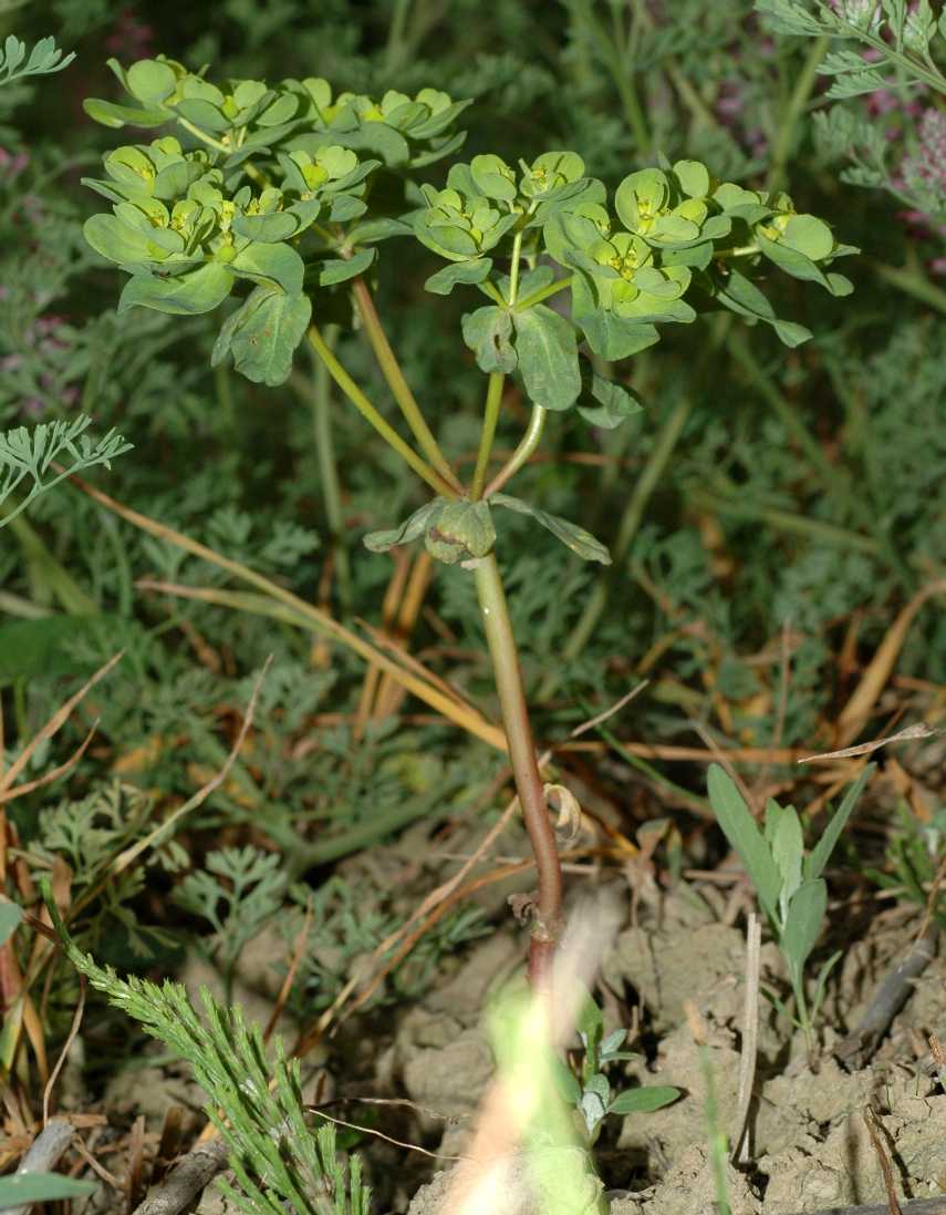 Euphorbiaceae Euphorbia helioscopia