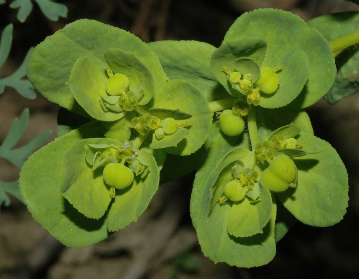 Euphorbiaceae Euphorbia helioscopia