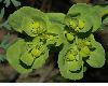image of Euphorbia helioscopia