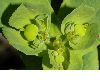 image of Euphorbia helioscopia