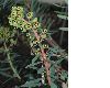 image of Euphorbia characias