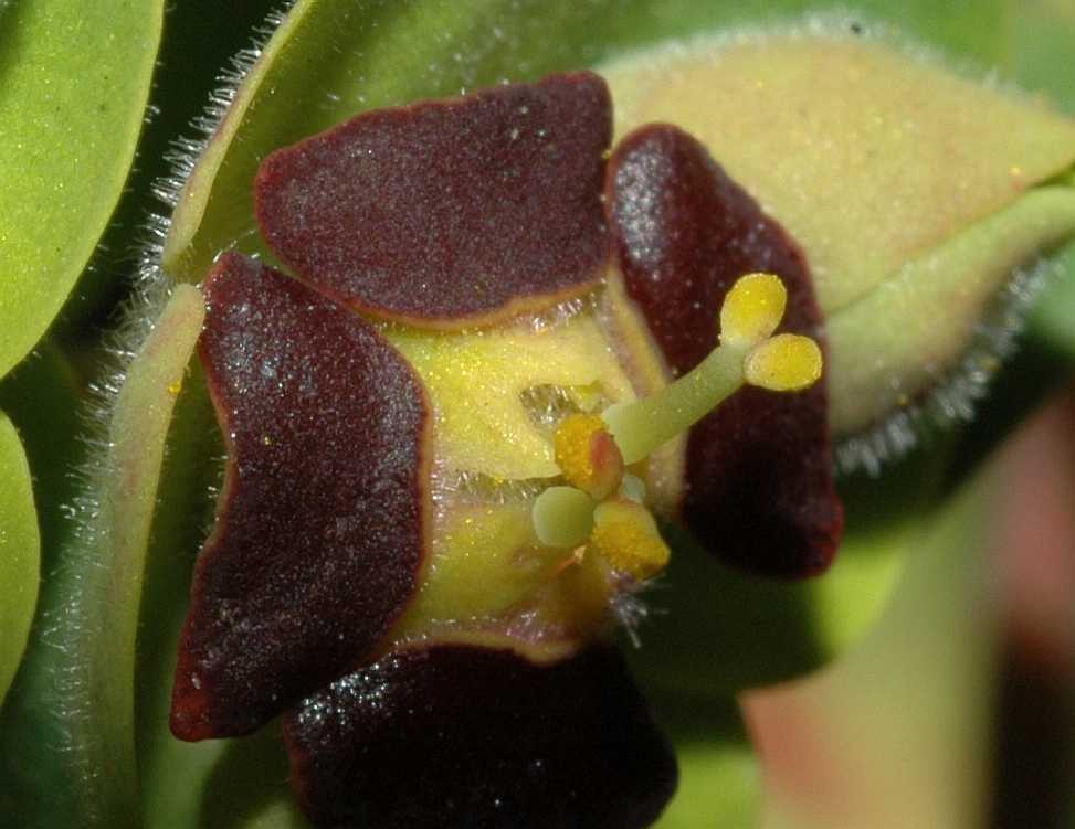 Euphorbiaceae Euphorbia characias