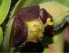 image of Euphorbia characias