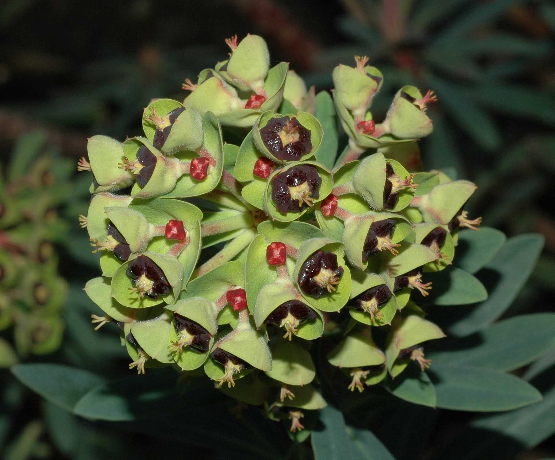 Euphorbiaceae Euphorbia characias