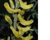 image of Corydalis tenuifolia