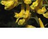 image of Corydalis tenuifolia