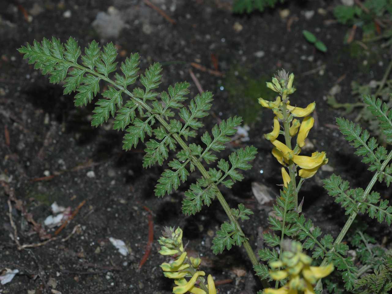 Papaveraceae Corydalis tenuifolia