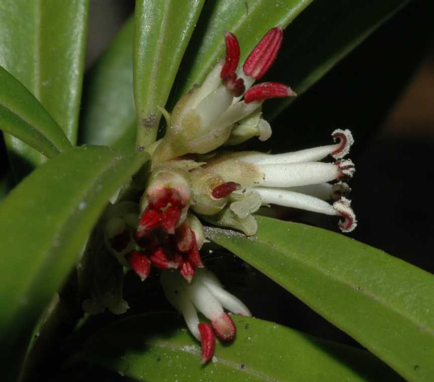 Buxaceae Sarcococca saligna