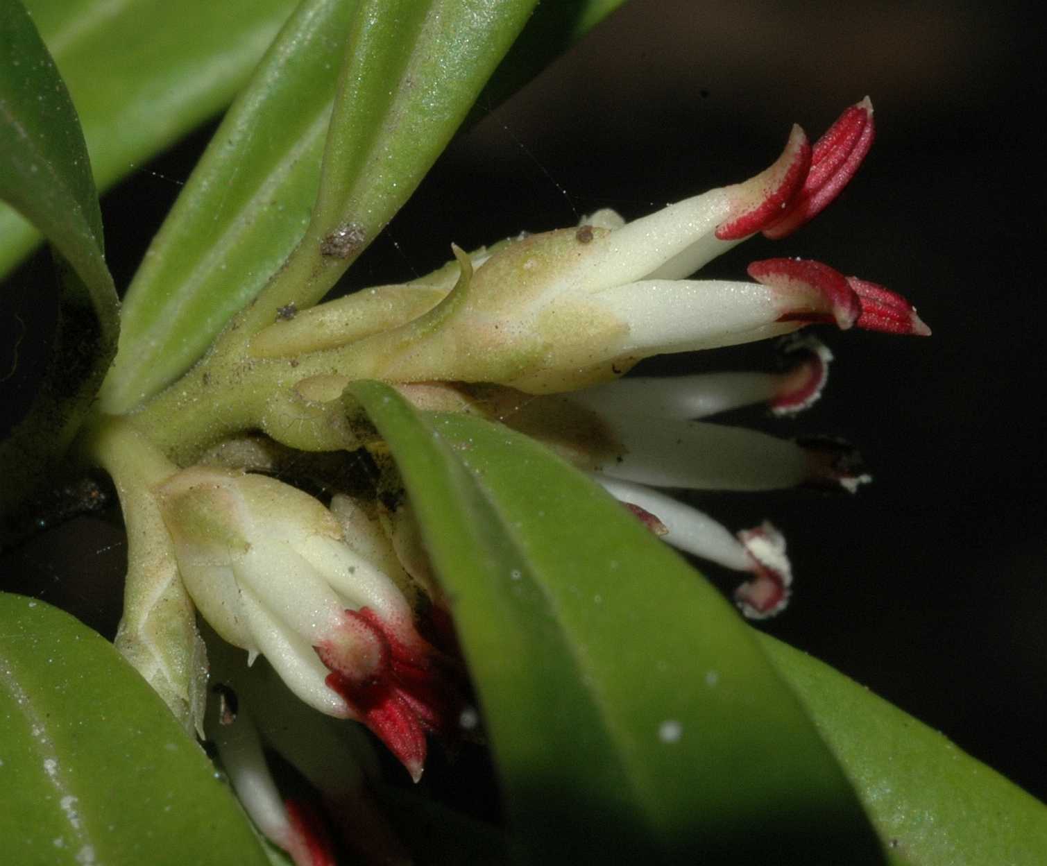 Buxaceae Sarcococca saligna